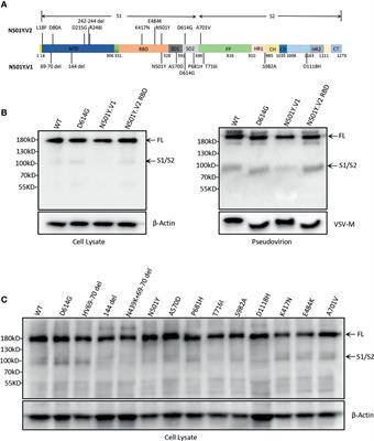 Characterization of SARS-CoV-2 Variants N501Y.V1 and N501Y.V2 Spike on Viral Infectivity